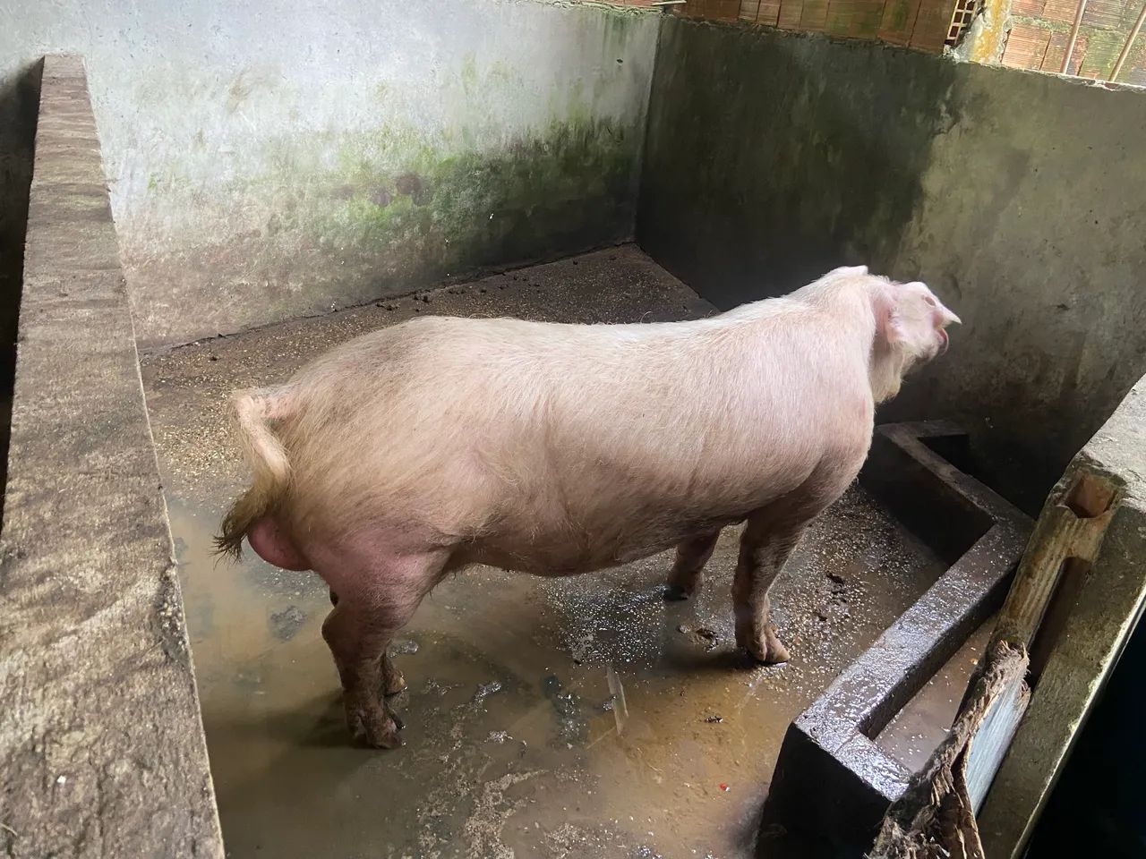 Vendo sítio bem estruturado  - Foto 5