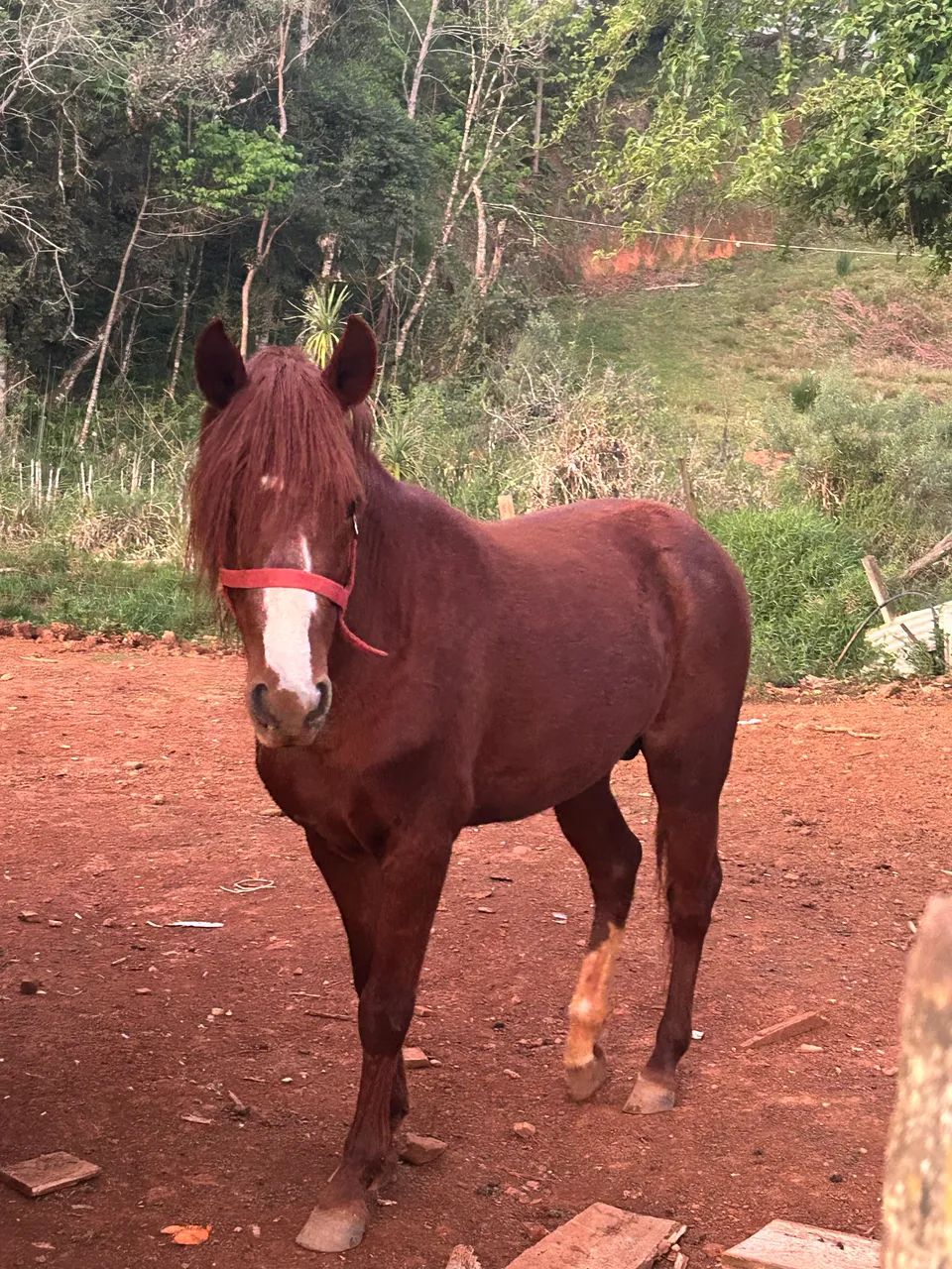 Vendo potro xucro - Foto 6