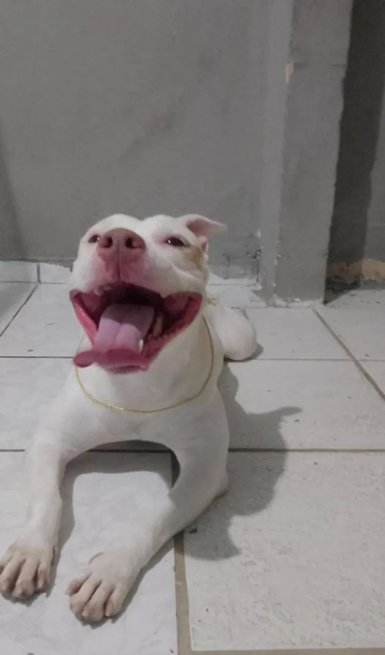 Fêmea de pit Bull para adoção 