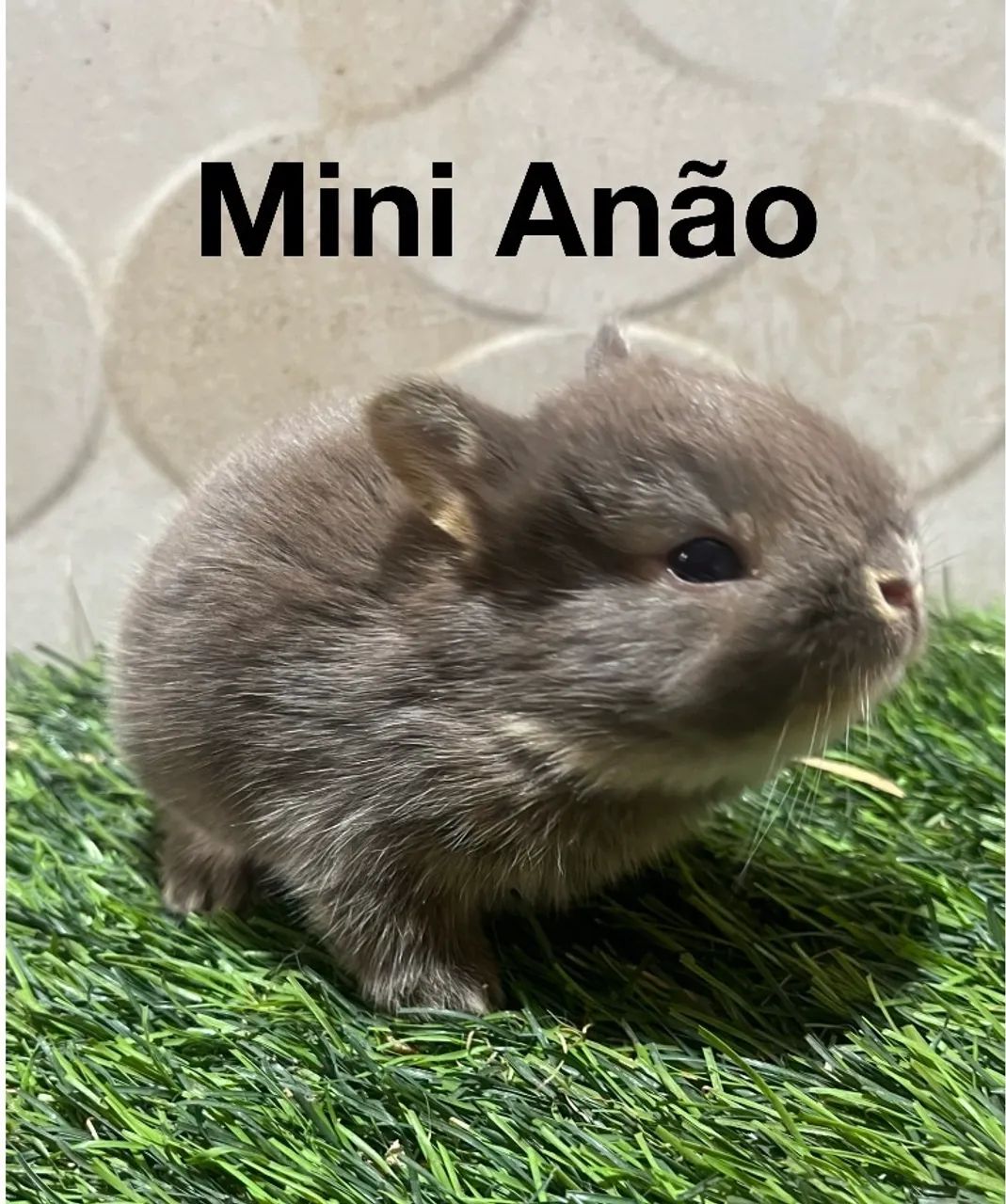 Mini coelho anão  - Foto 3