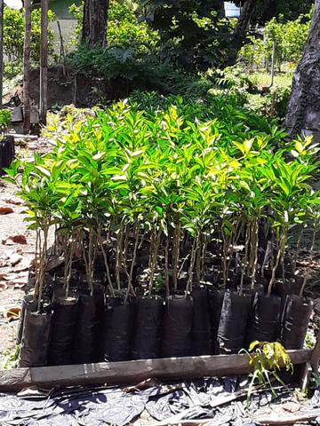 Plantas frutiferas - Foto 2