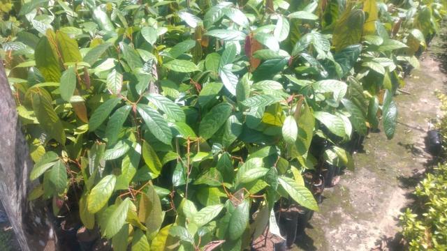 Plantas frutiferas - Foto 6
