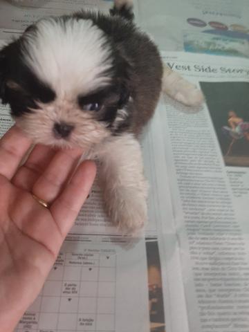 Filhotes Shih Tzu - Foto 3