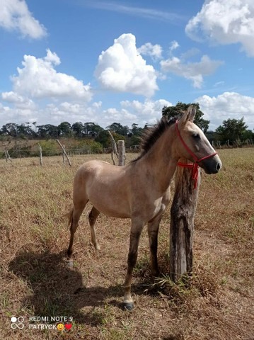 Lindo potro a venda 