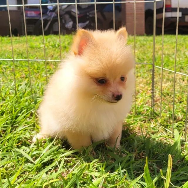 Sptiz alemão macho - pedigree CBKC - poarcelp em até 10x