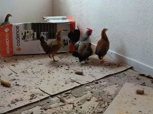 MINI GARNIZÉ  - Foto 3