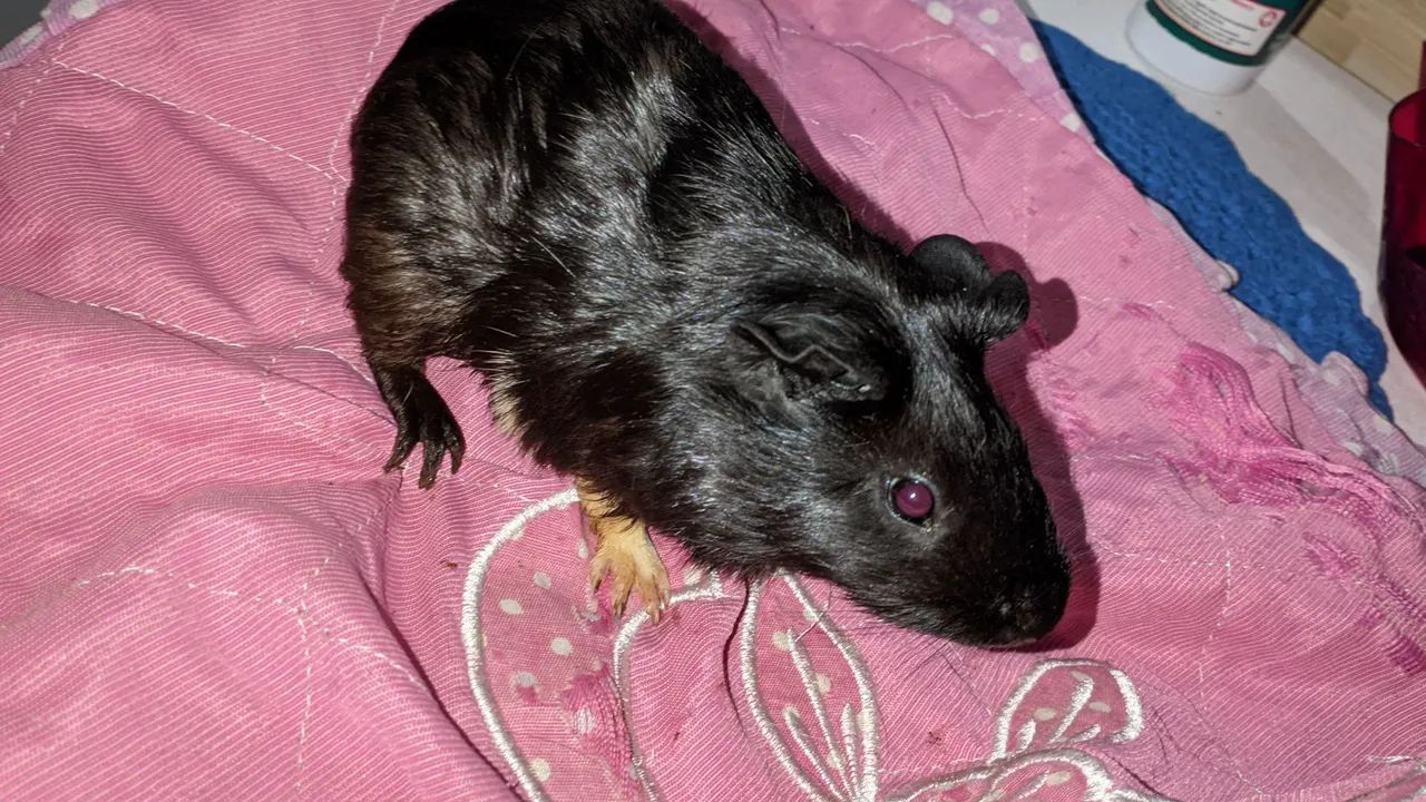 Porquinhos da índia  - Foto 2