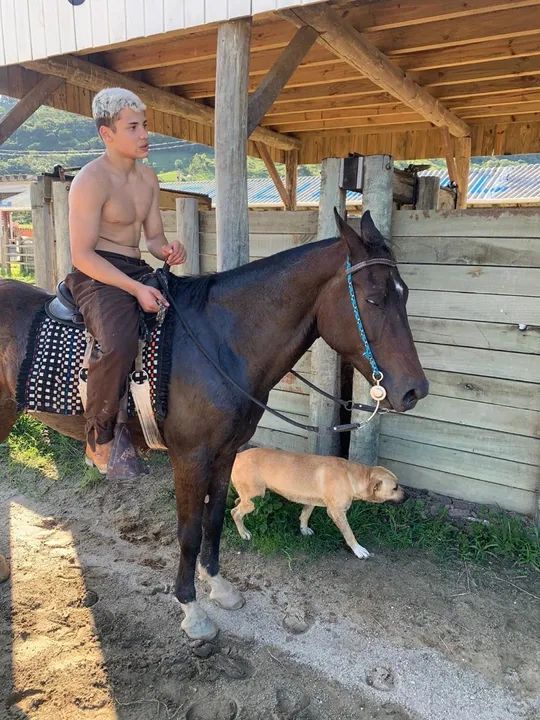 Cavalo quarto de milha  - Foto 4