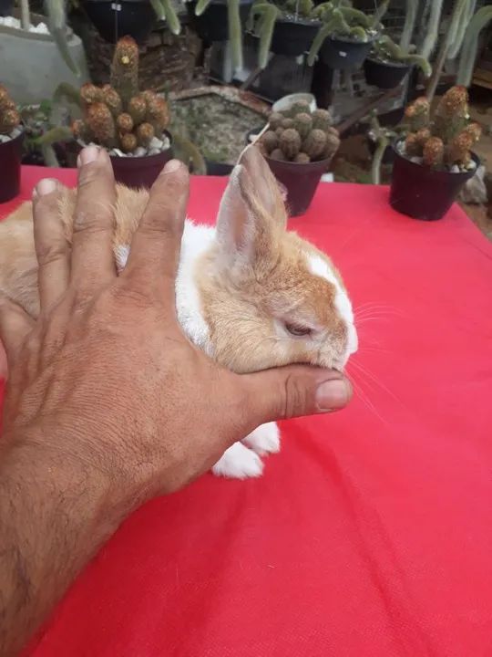 Mini Coelho anão netherland holandês  - Foto 5