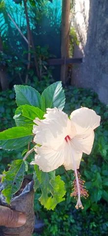 Mudas de hibisco, direto do produtor - Foto 3