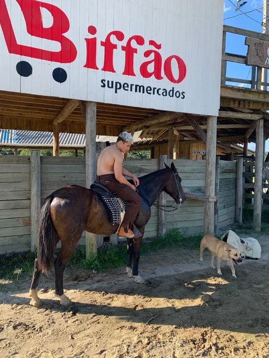 Cavalo quarto de milha  - Foto 6