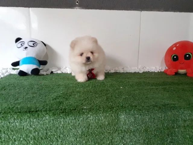 ¨¨ Lulu da Pomerania anão filhotes com procedência e garantia ¨¨