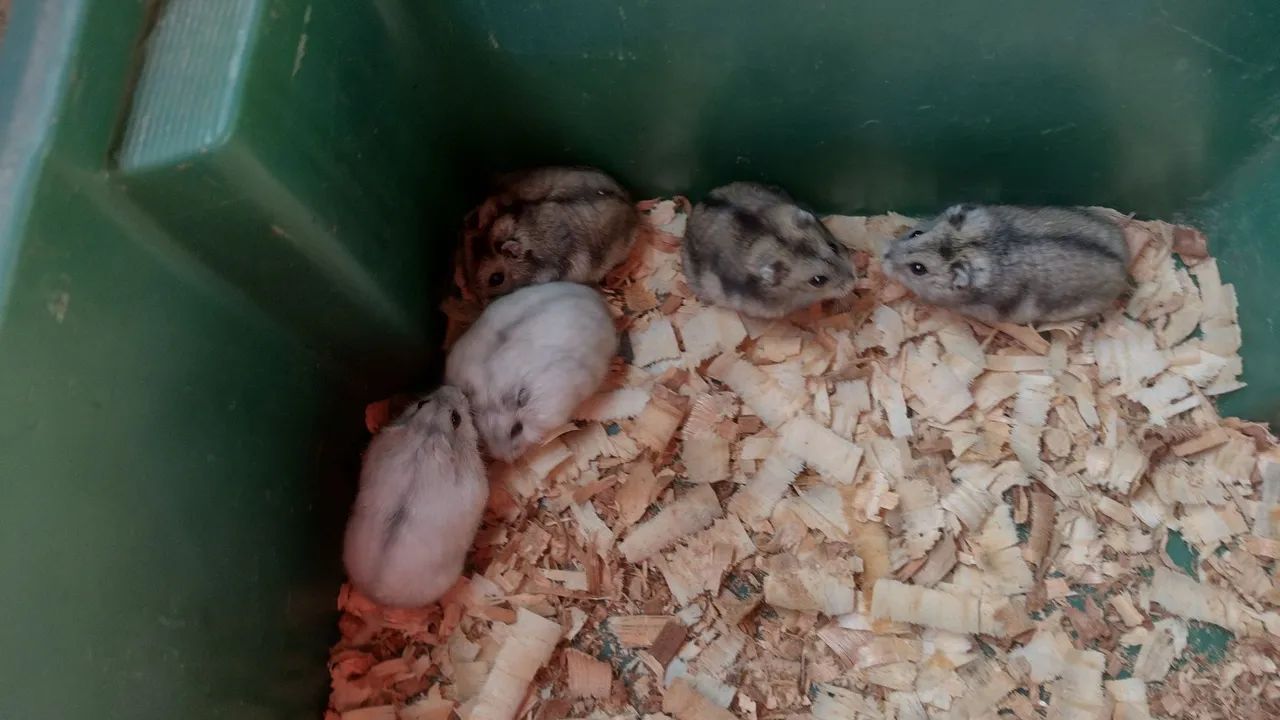 Hamster anão  - Foto 3