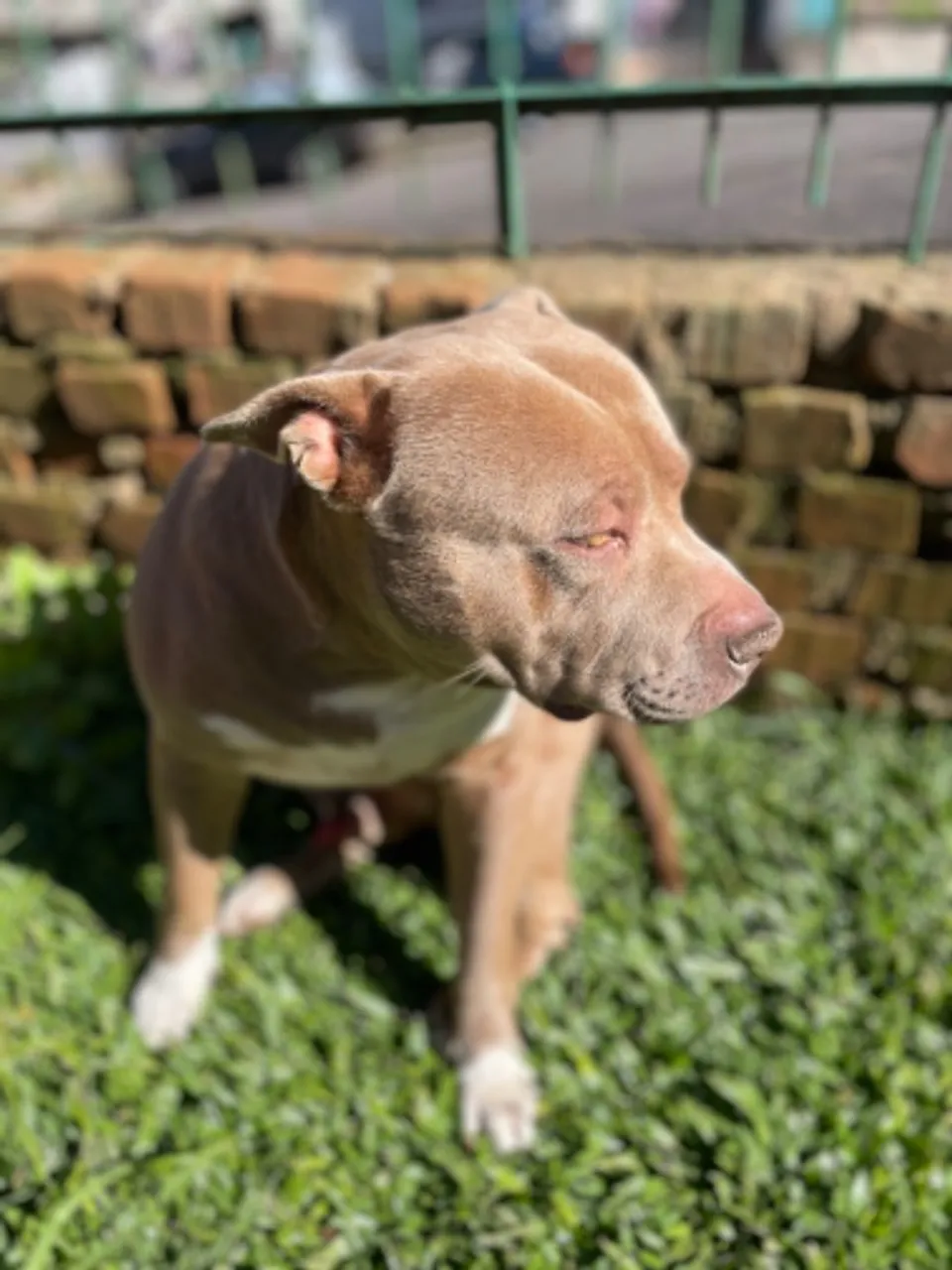 Cachorro