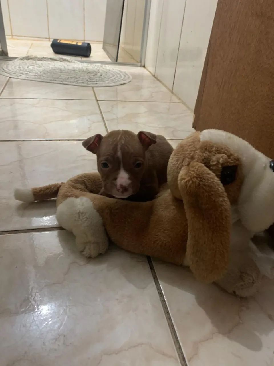 Filhote Pitbull - Foto 4