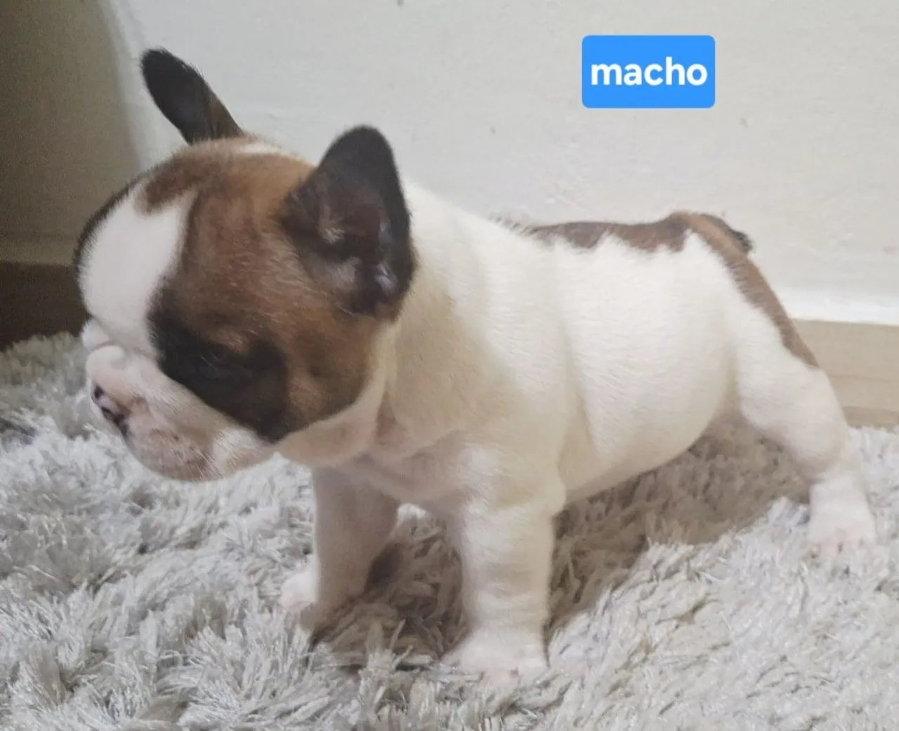 Filhote Machos Bulldog Francês