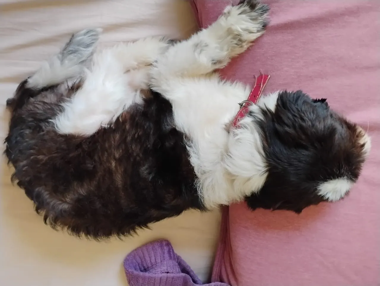 Shih Tzu 2 anos