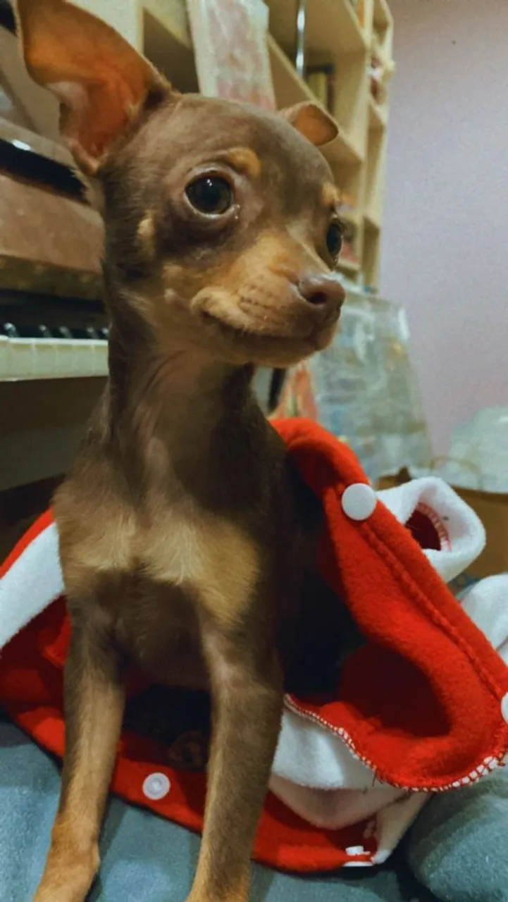Filhote de Pinscher macho fofura