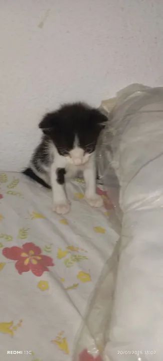 Doação 3 gatos filhotes