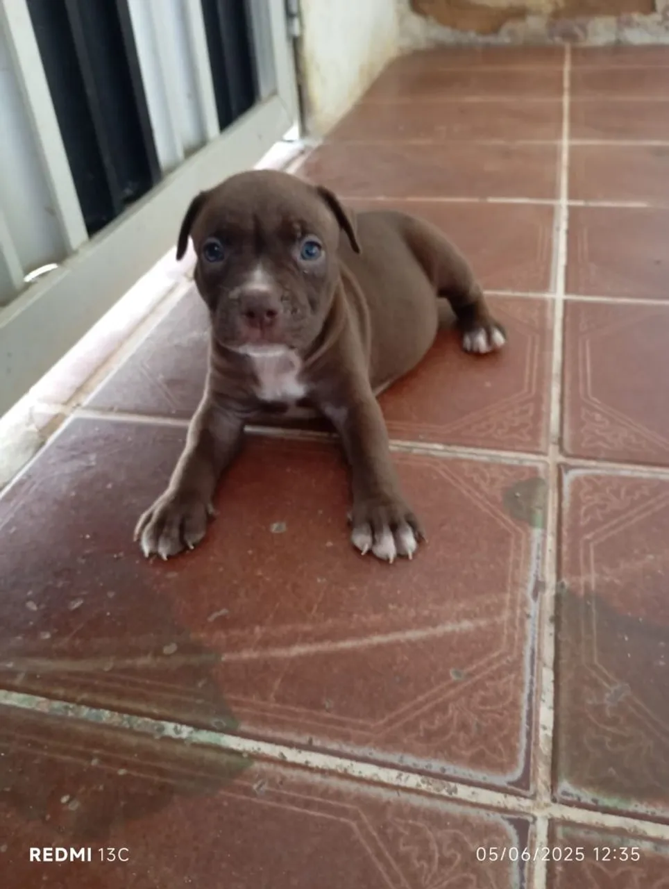 Filhote de Pit monster x Pitbull red nose