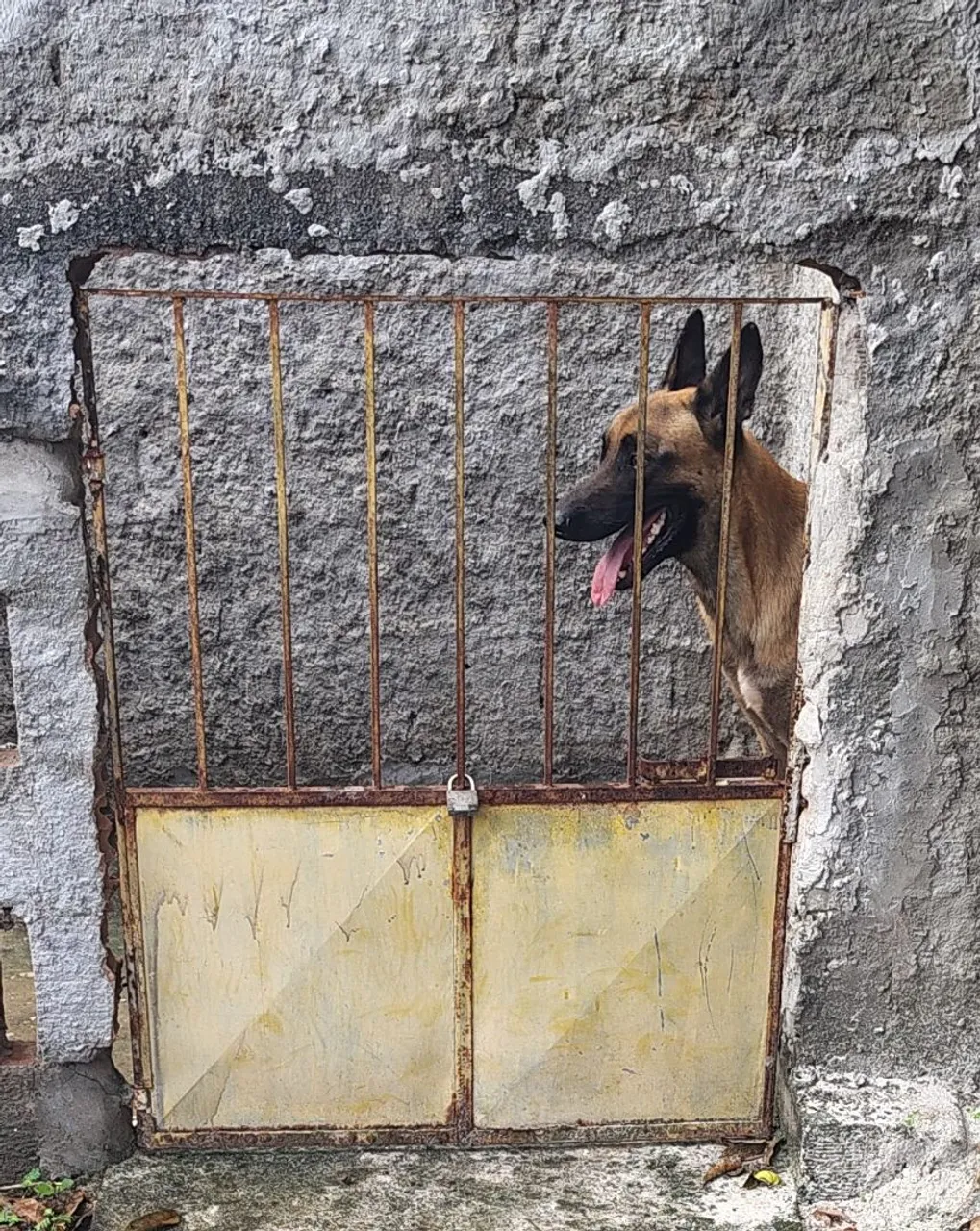 Macho ,,pra tirar reprodução