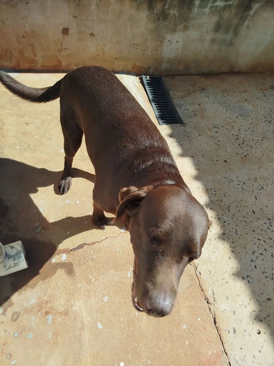 Labrador Chocolate -  - Foto 2