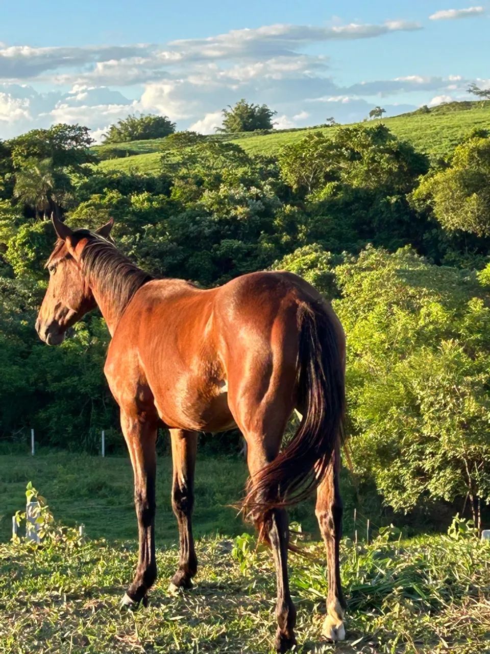 Potranca Q.M - Foto 2