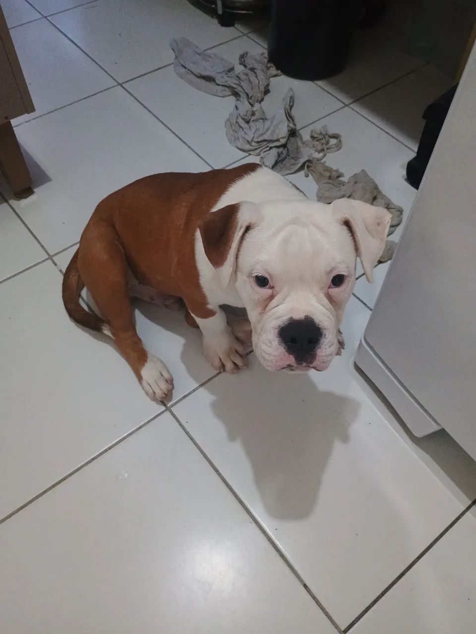 Filhote de olde english bulldogge  - Foto 2