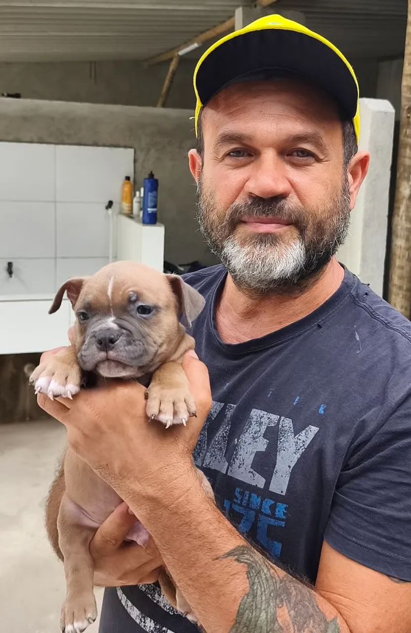 Filhote Macho e fêmea de American Bully - Disponível! - Foto 2