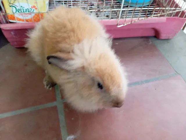 Filhote de Coelho da Raça Lion - Foto 5