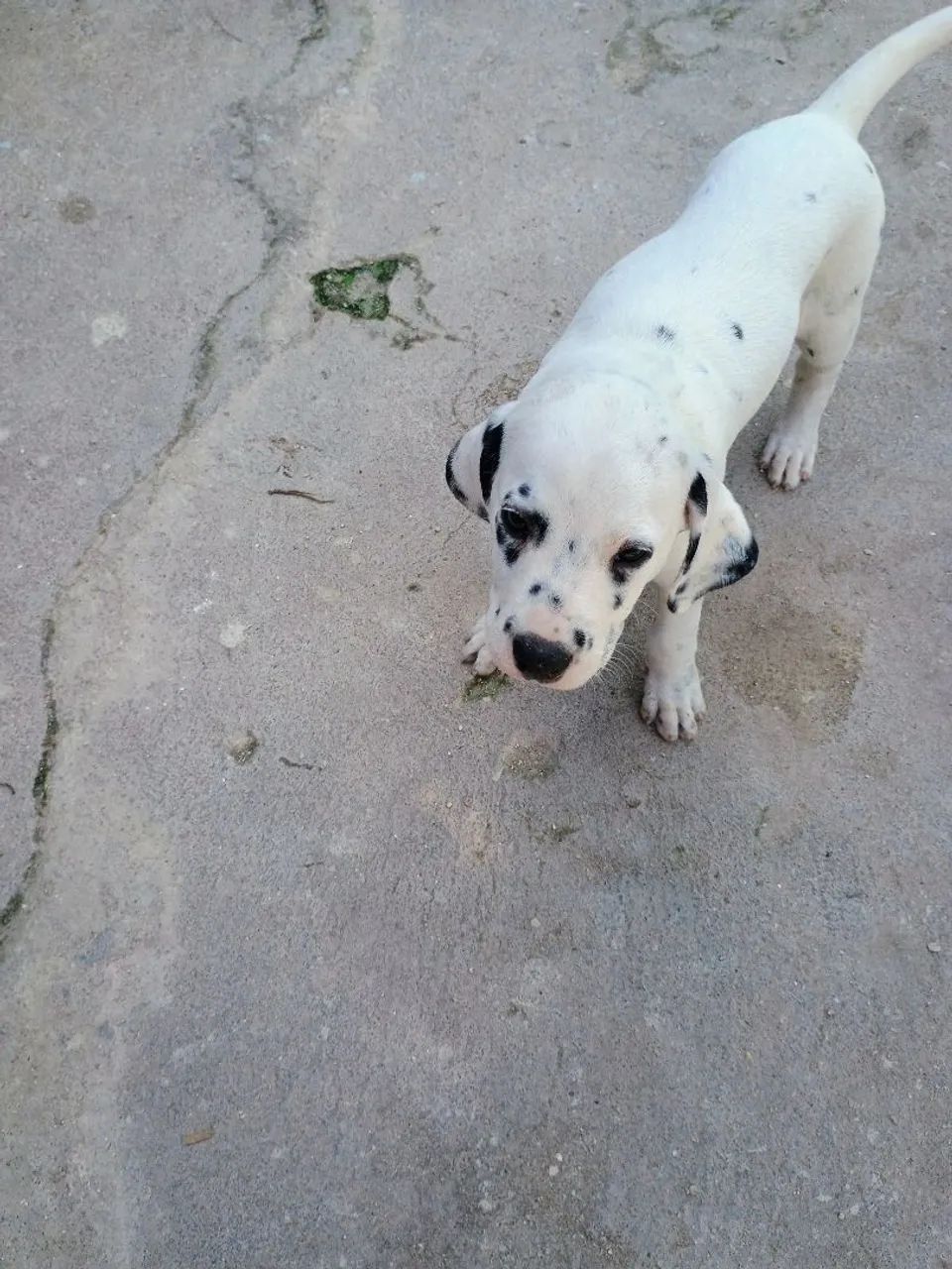 Filhote de Dálmata Puro Fêmea 