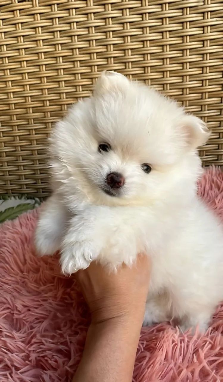 Spitz Alemão - Doçura e alegria!