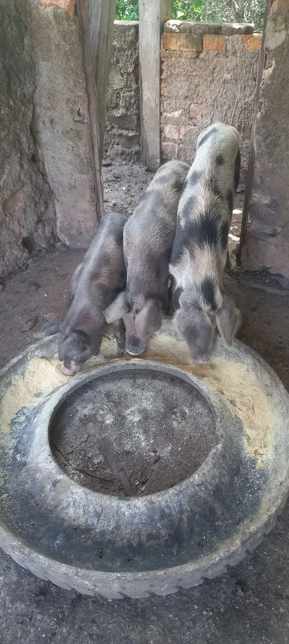 Porcos barato para Criação