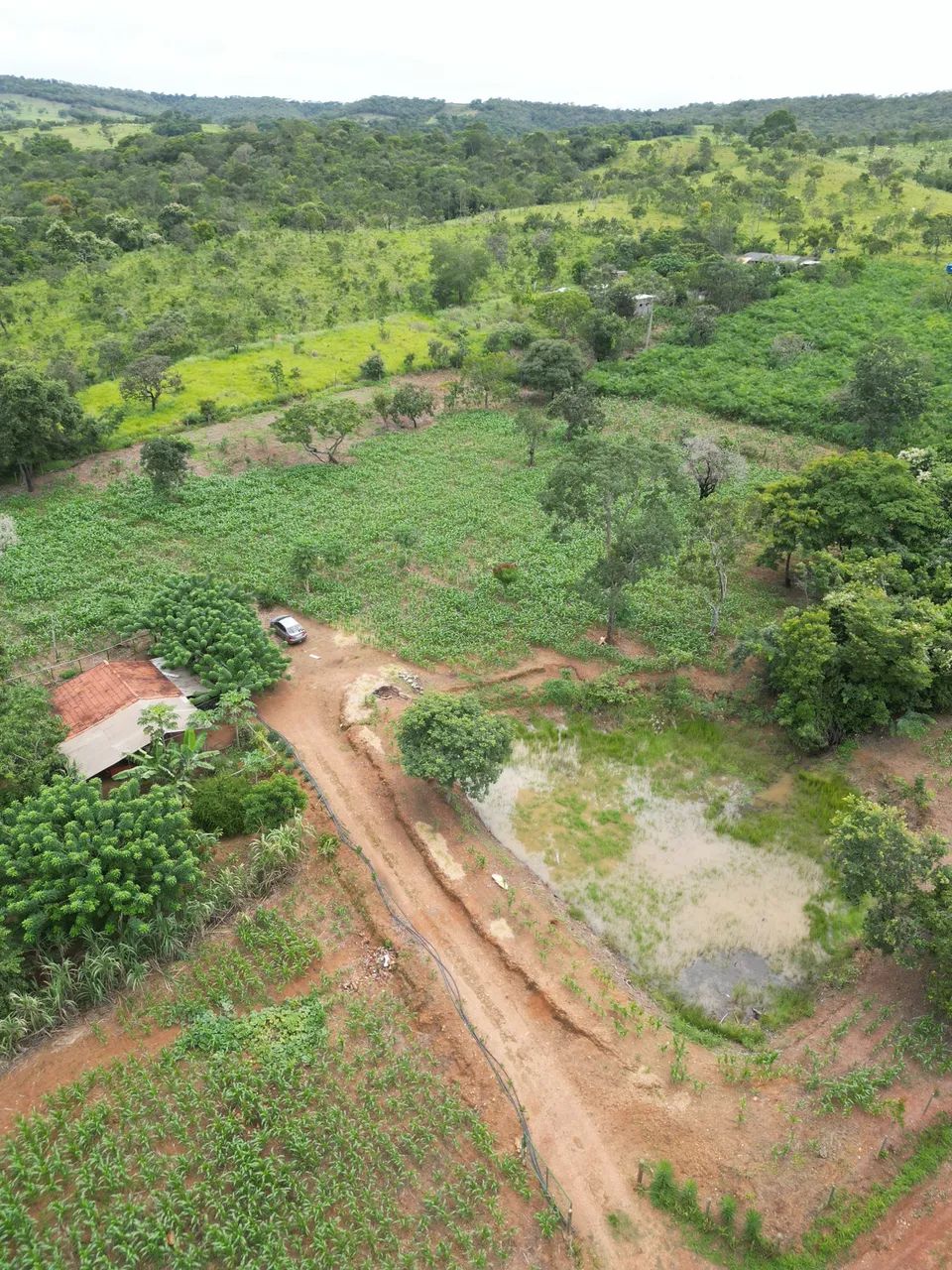 37.000 m ² com 50.000 pes de guariroba - Foto 4