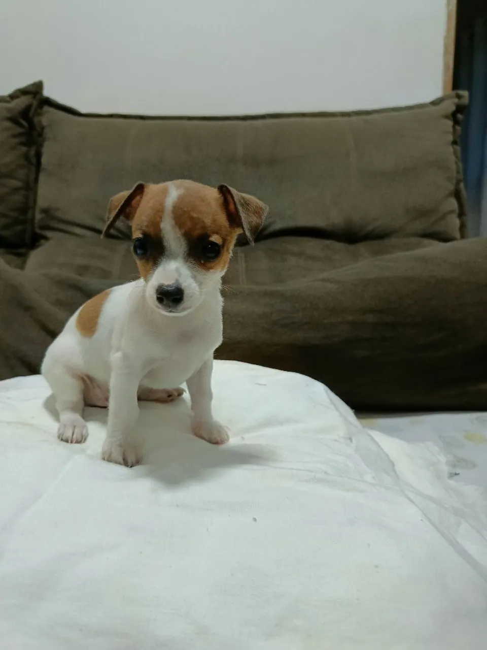 Filhote Pinscher