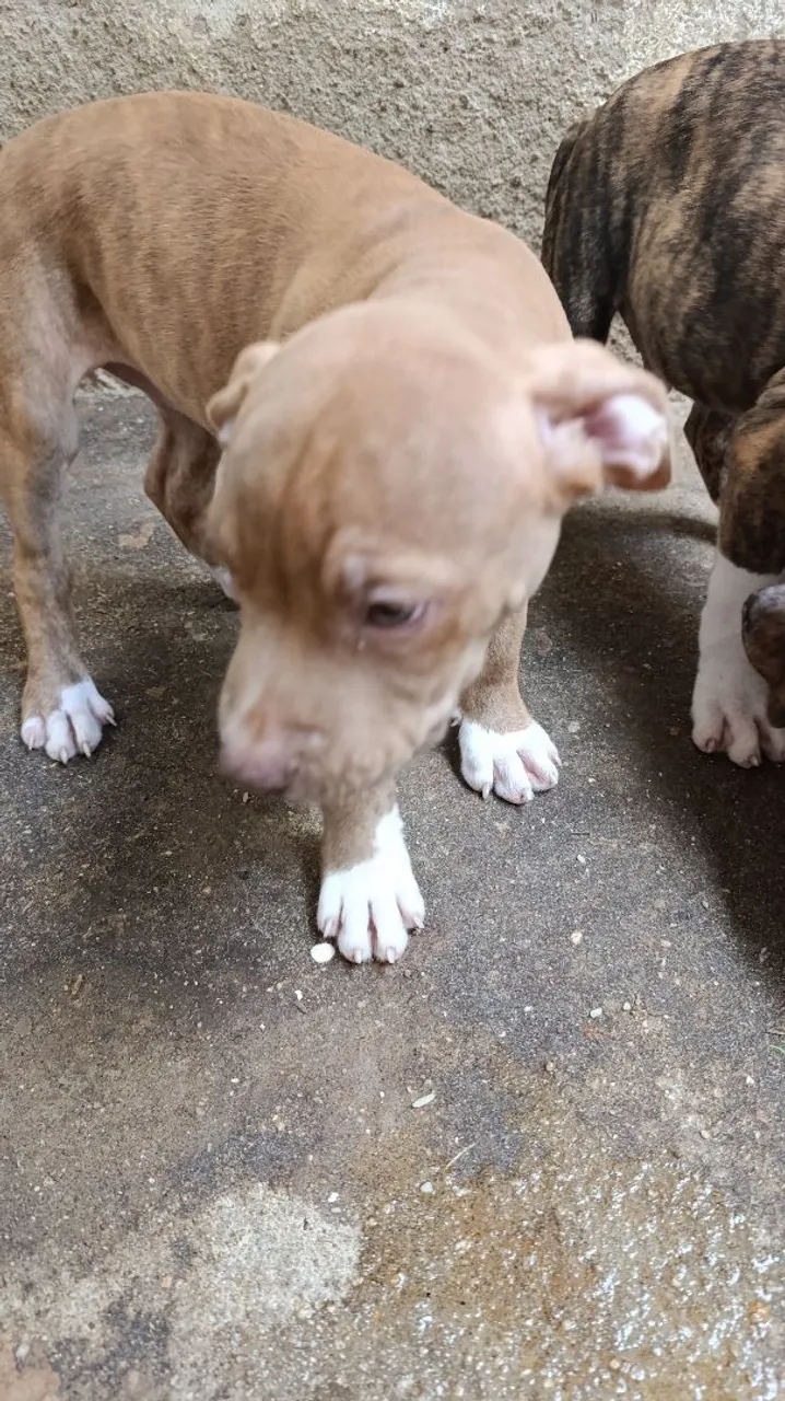 Filhotes de Pitbull para vender