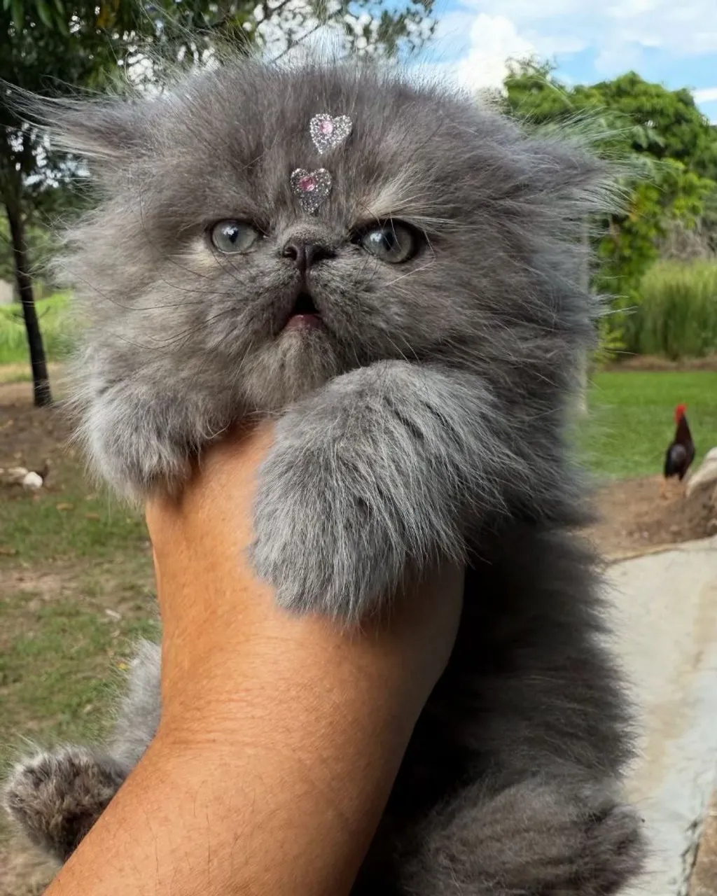 Gatinho Persa Cinza - Adorável e Carinhoso leve sua fofura hoje