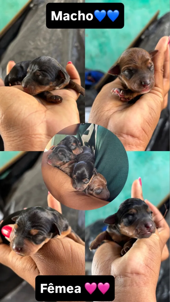 Filhotes de Pinscher 0 com 1