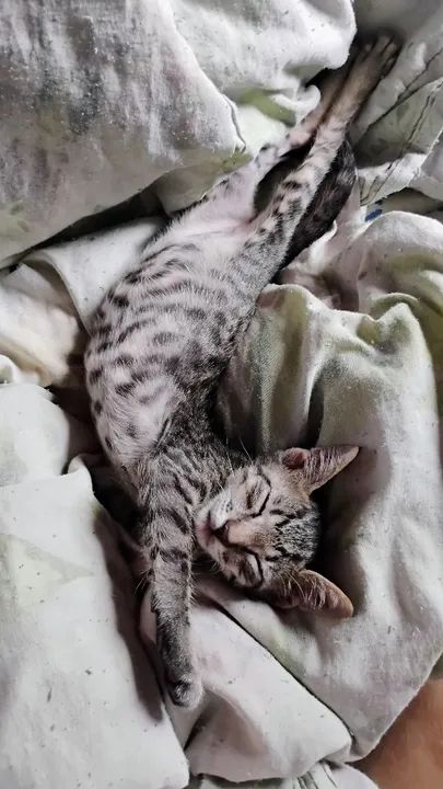 Doação gato adoção responsável  - Foto 2