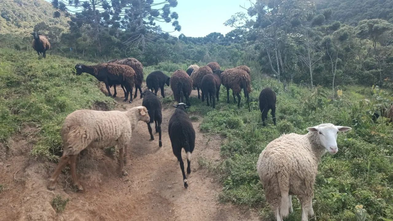 CARNEIROS A VENDA - Foto 4