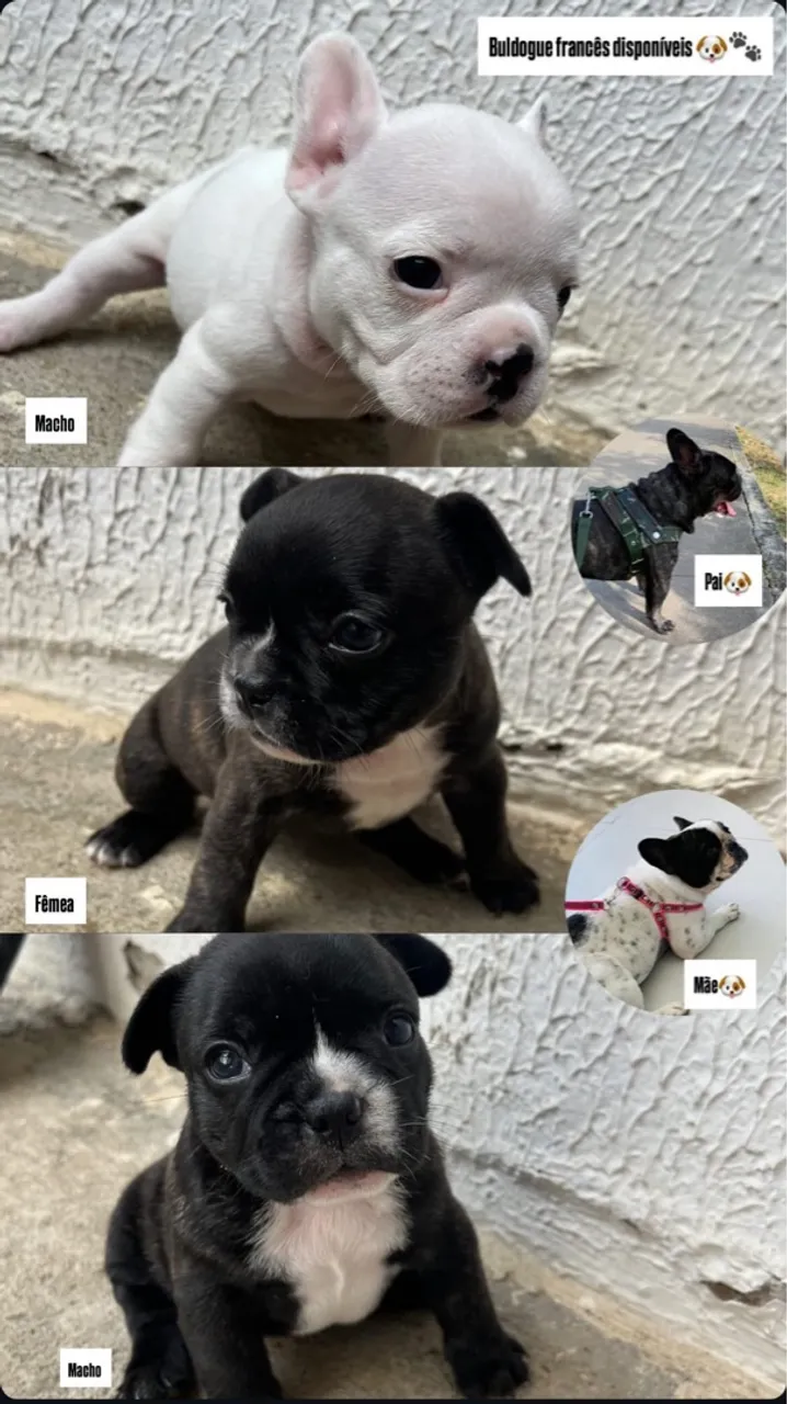 Filhotes de Bulldog Francês Disponíveis!