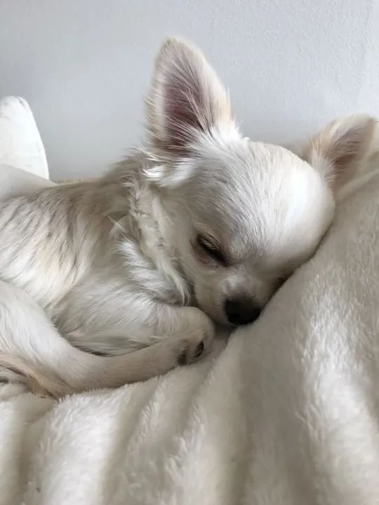 Chihuahua pelo Longo Filhotes na Cor Branco