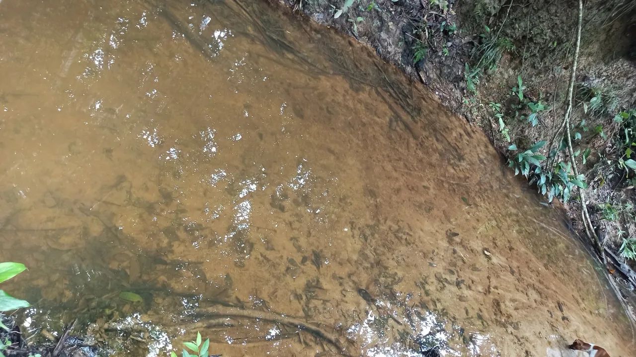 fazenda escriturada GEO E CAR terra cultura em 2 Irmãos TO com 310 hectares - Foto 4