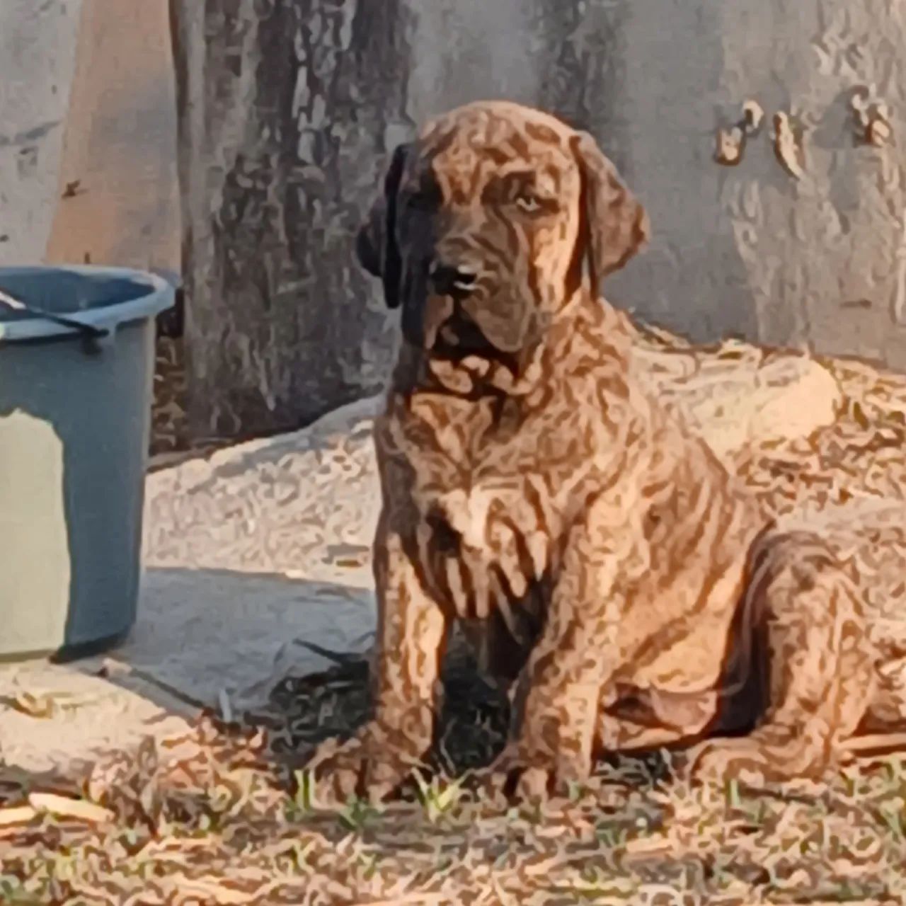 Vende-se dois belíssimo filhote de fila brasileiro macho  - Foto 6