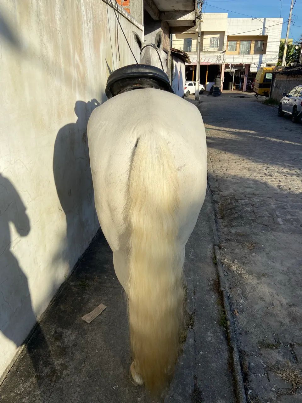 Égua Mangalarga Marchador - Foto 2