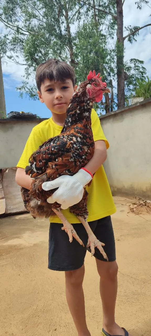 Galinha sertaneja balão