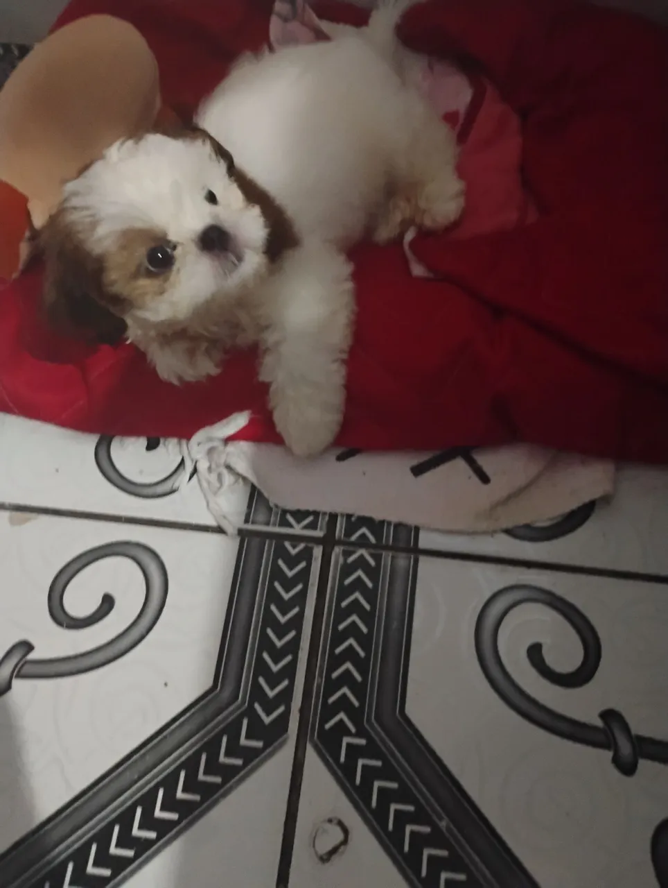 Filhote Shih Tzu 550,00