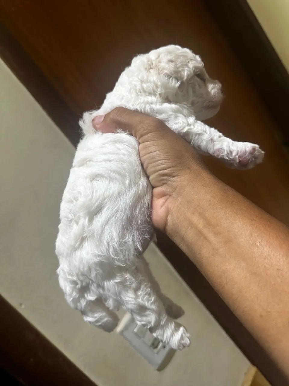 Poodle número 1  - Foto 2