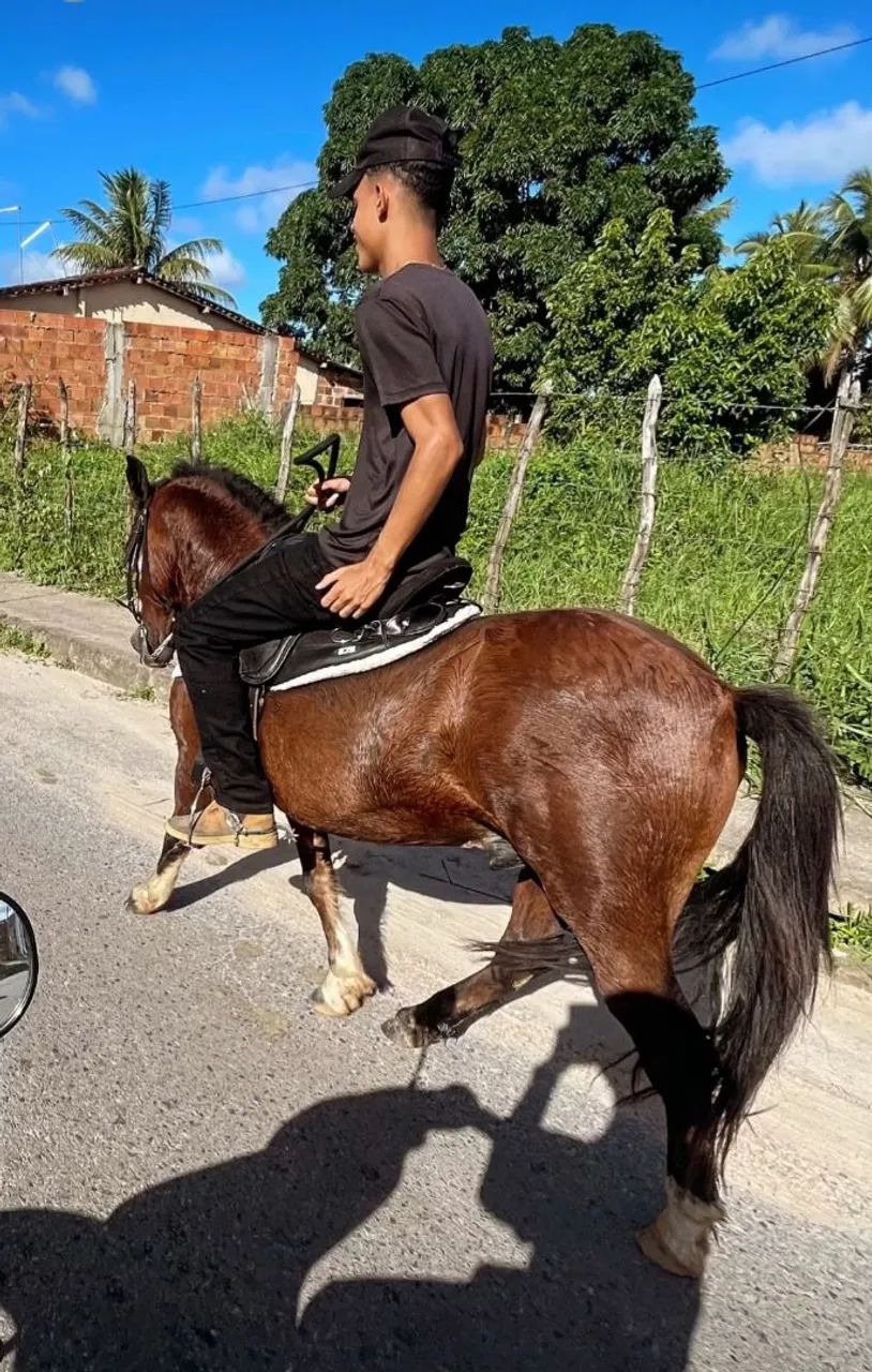 Pônei64309550689923120