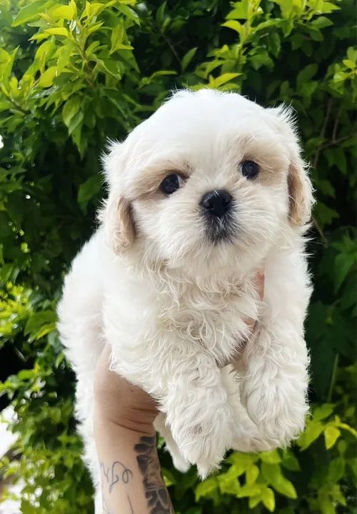 Shihtzu a pronta entrega